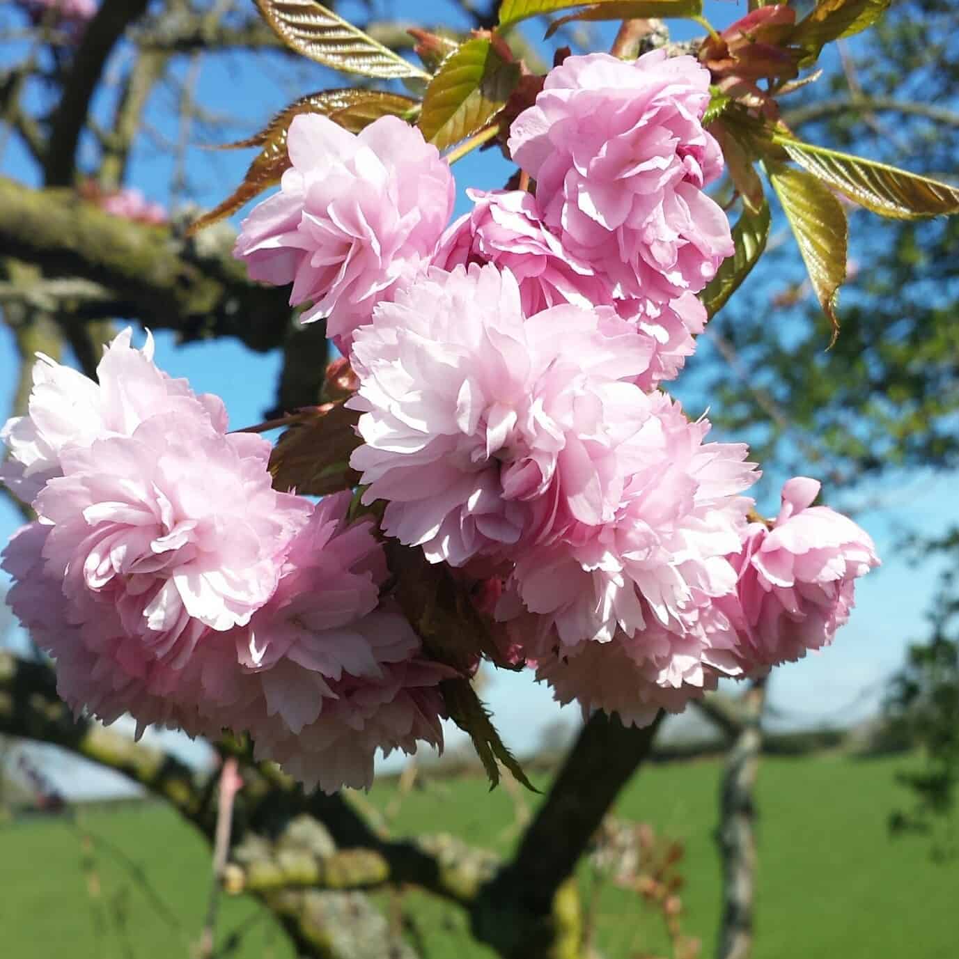 Celebrate The Blossom GodVenture